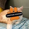 Adoption Pending - 2025-06-03T151243.486