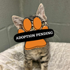 Adoption Pending - 2025-06-14T125311.169