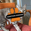 Adoption Pending - 2025-06-26T092750.804