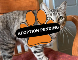 Adoption Pending - 2025-06-26T092750.804