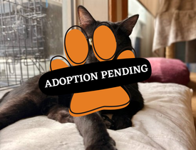 Adoption Pending - 2025-07-05T143210.271