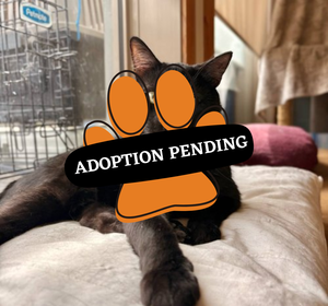 Adoption Pending - 2025-07-05T143210.271