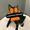 Adoption Pending - 2025-08-23T101556.234