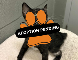 Adoption Pending - 2025-08-23T101556.234
