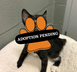 Adoption Pending - 2025-08-23T101556.234