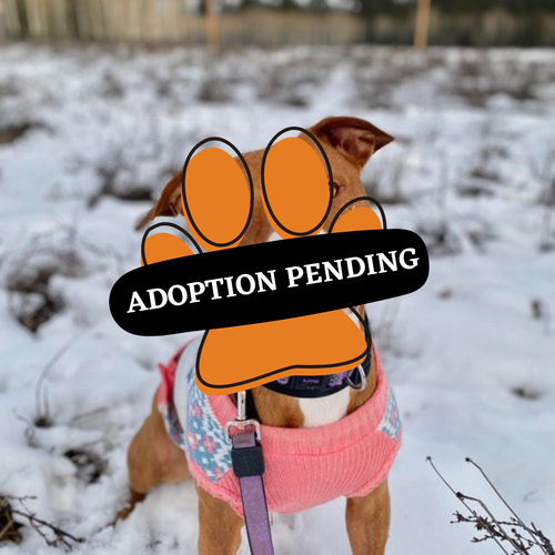 Adoption Pending - 2025-10-07T085433.346