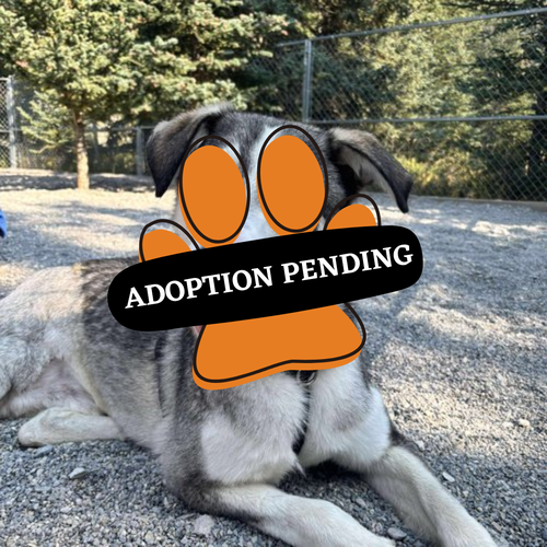 Adoption Pending - 2025-10-15T142012.793