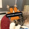 Adoption Pending - 2025-10-23T093123.765