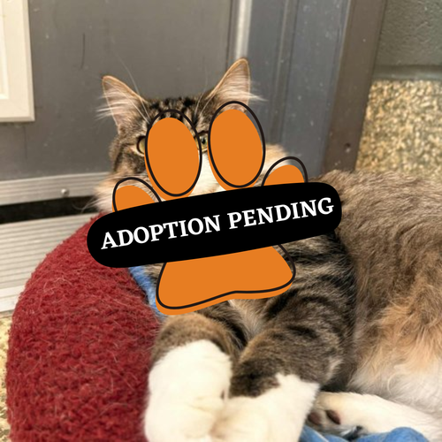 Adoption Pending - 2025-10-23T093123.765