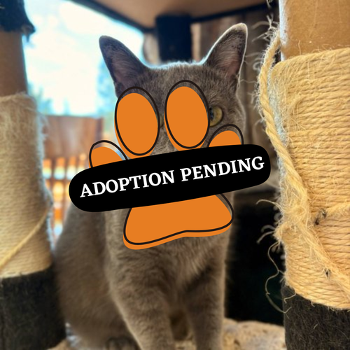 Adoption Pending - 2025-11-11T105726.426