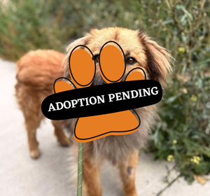 Adoption Pending - 2025-11-13T152934.980