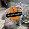 Adoption Pending - 2025-11-26T101545.909