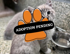 Adoption Pending - 2025-11-26T101545.909