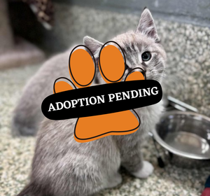 Adoption Pending - 2025-11-26T101545.909