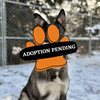 Adoption Pending - 2025-12-09T132050.784