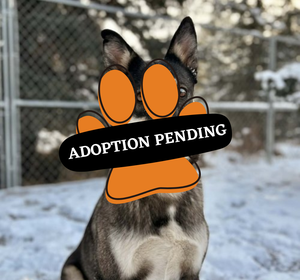 Adoption Pending - 2025-12-09T132050.784