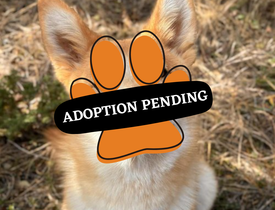 Adoption Pending - 2025-12-13T155239.644