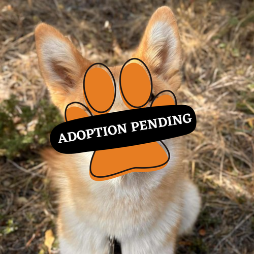 Adoption Pending - 2025-12-13T155239.644