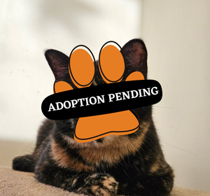Adoption Pending - Pickles