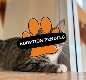 Adoption Pending - bennet