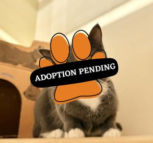 Adoption Pending - blakely