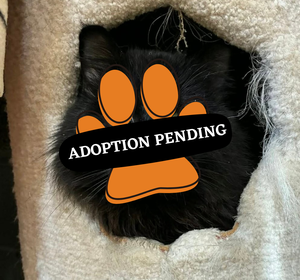 Adoption Pending - gaston