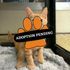 Adoption Pending - yogi
