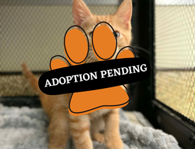 Adoption Pending - yogi