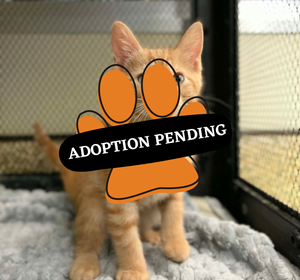 Adoption Pending - yogi