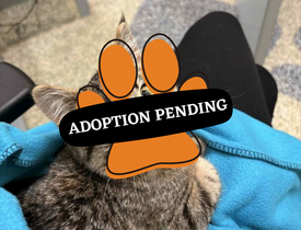 Adoption Pending (1)