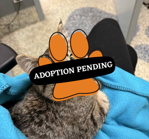 Adoption Pending (1)
