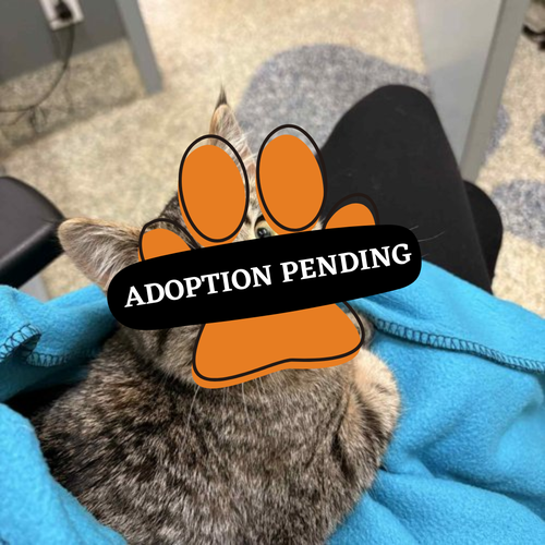 Adoption Pending (1)