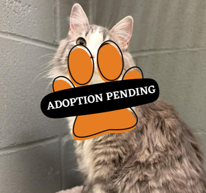 Adoption Pending (10)
