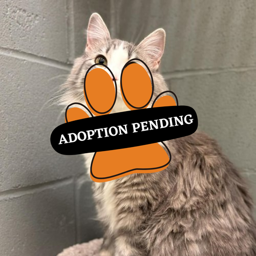Adoption Pending (10)