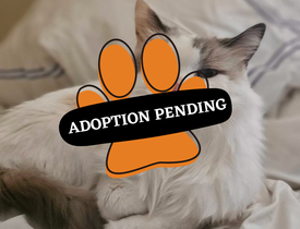 Adoption Pending (12)