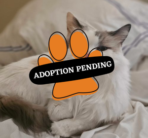 Adoption Pending (12)