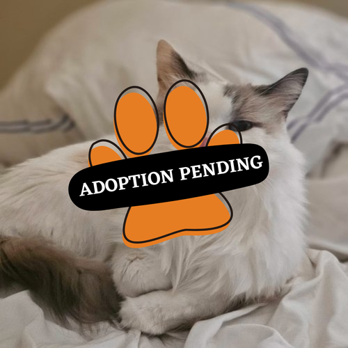 Adoption Pending (12)