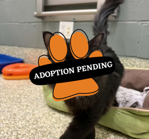 Adoption Pending (15)