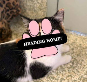 Adoption Pending (16)