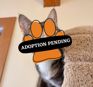 Adoption Pending (17)
