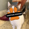Adoption Pending (18)
