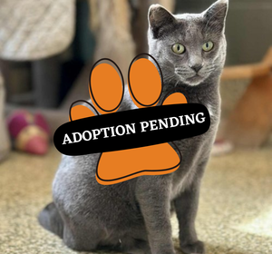 Adoption Pending (1)