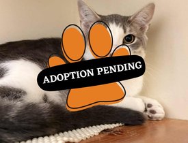 Adoption Pending (1)