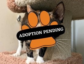 Adoption Pending (2)