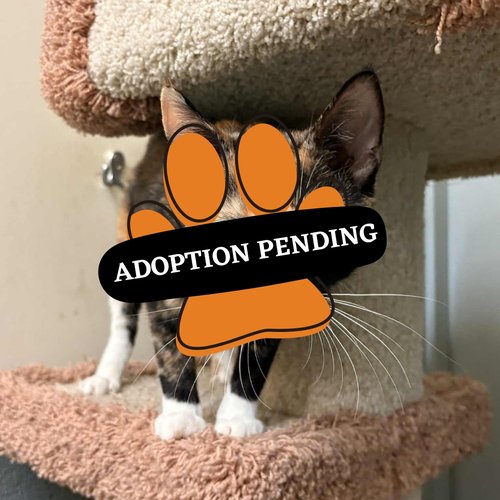 Adoption Pending (2)