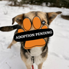 Adoption Pending (20)