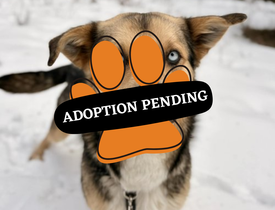 Adoption Pending (20)
