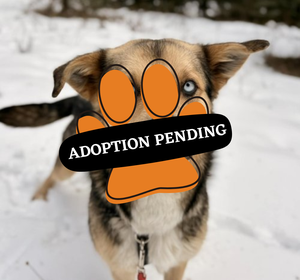 Adoption Pending (20)