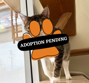 Adoption Pending (21)