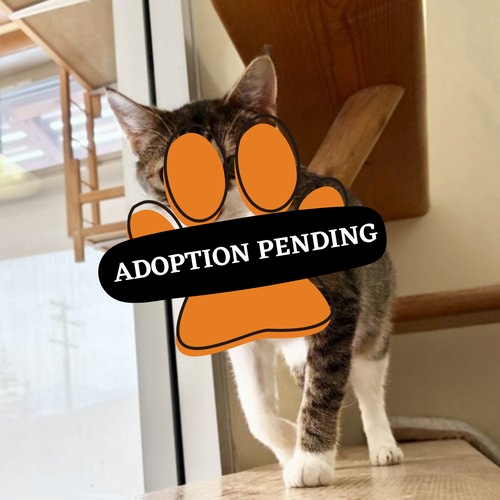 Adoption Pending (21)